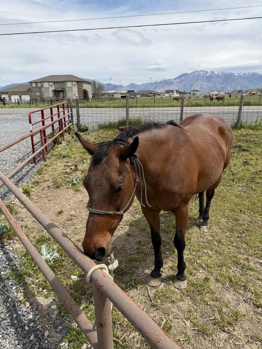 AQHA Mare