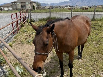 AQHA Mare