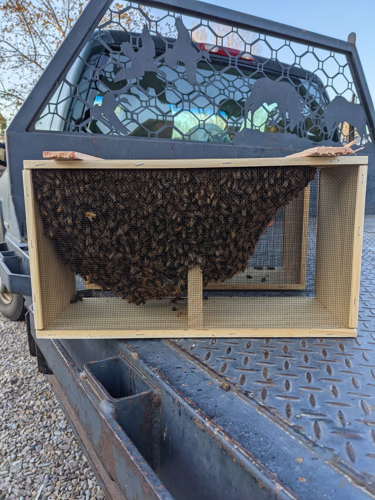 3 lb Honeybee package for Sale honey bee 2026 beekeeping