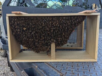 3 lb Honeybee package for Sale honey bee 2026 beekeeping