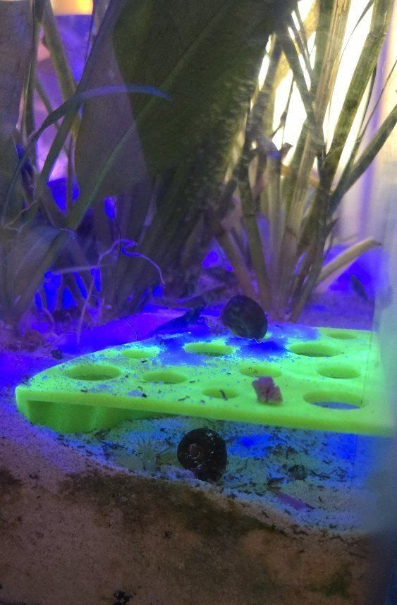 Shrimp caves