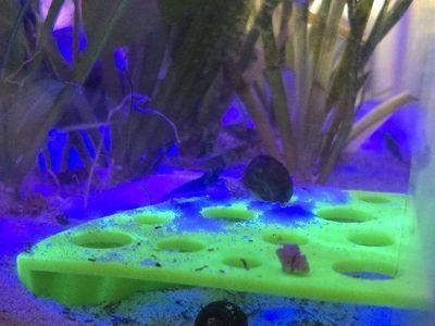 Shrimp caves