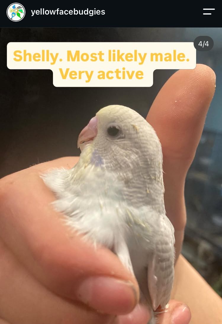Baby Budgie/parakeets *please read Description