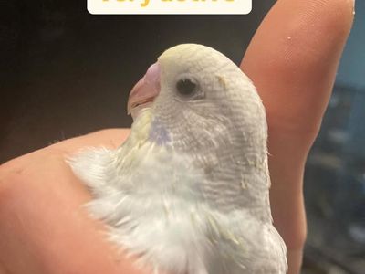 Baby Budgie/parakeets *please read Description