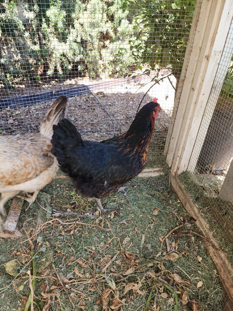 Black Sex Link Laying Hen- 2 available