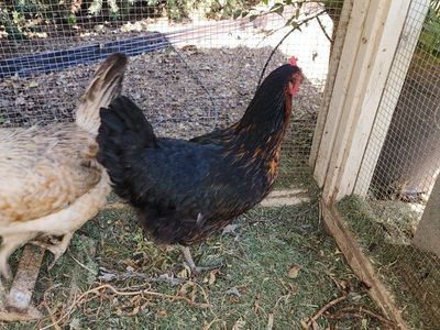 Black Sex Link Laying Hen- 2 available