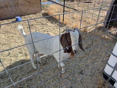 Boer Goat Buck - 1.5 Years Old.