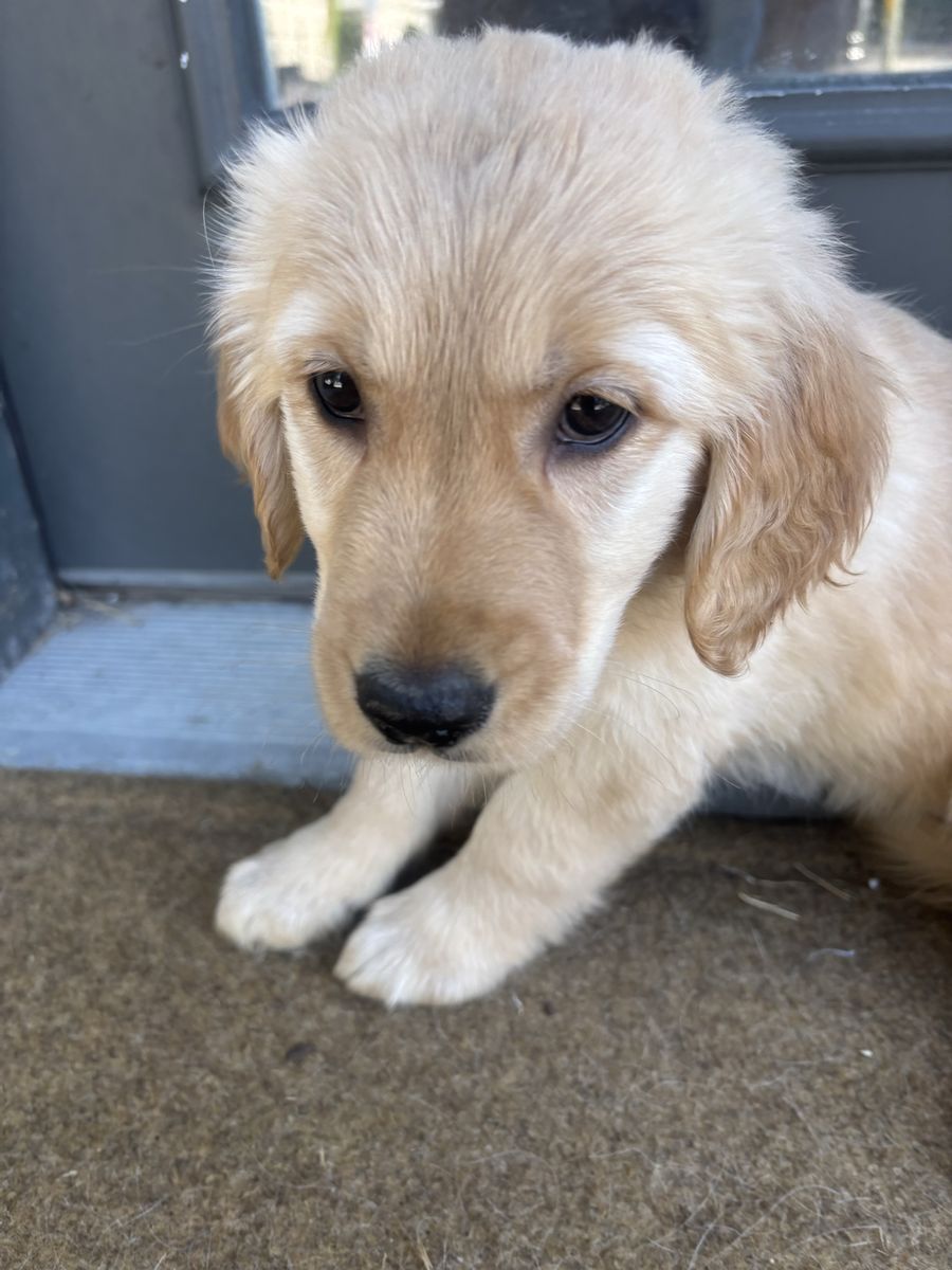 Female Golden Retriever Puppy!