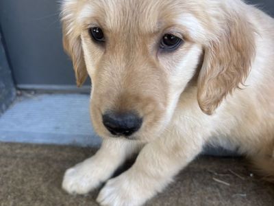 Female Golden Retriever Puppy!
