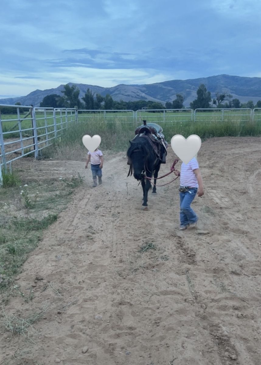 Kids pony