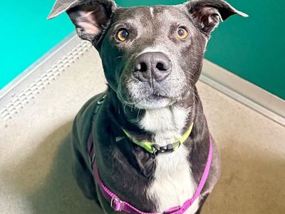 Hello my name is Shadow