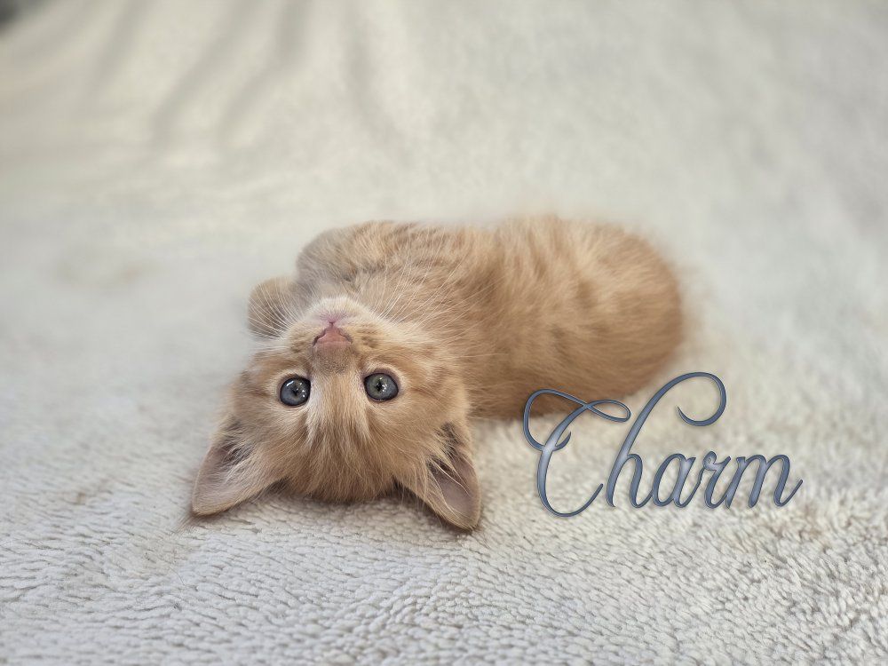 Easter Kittens for Sale!