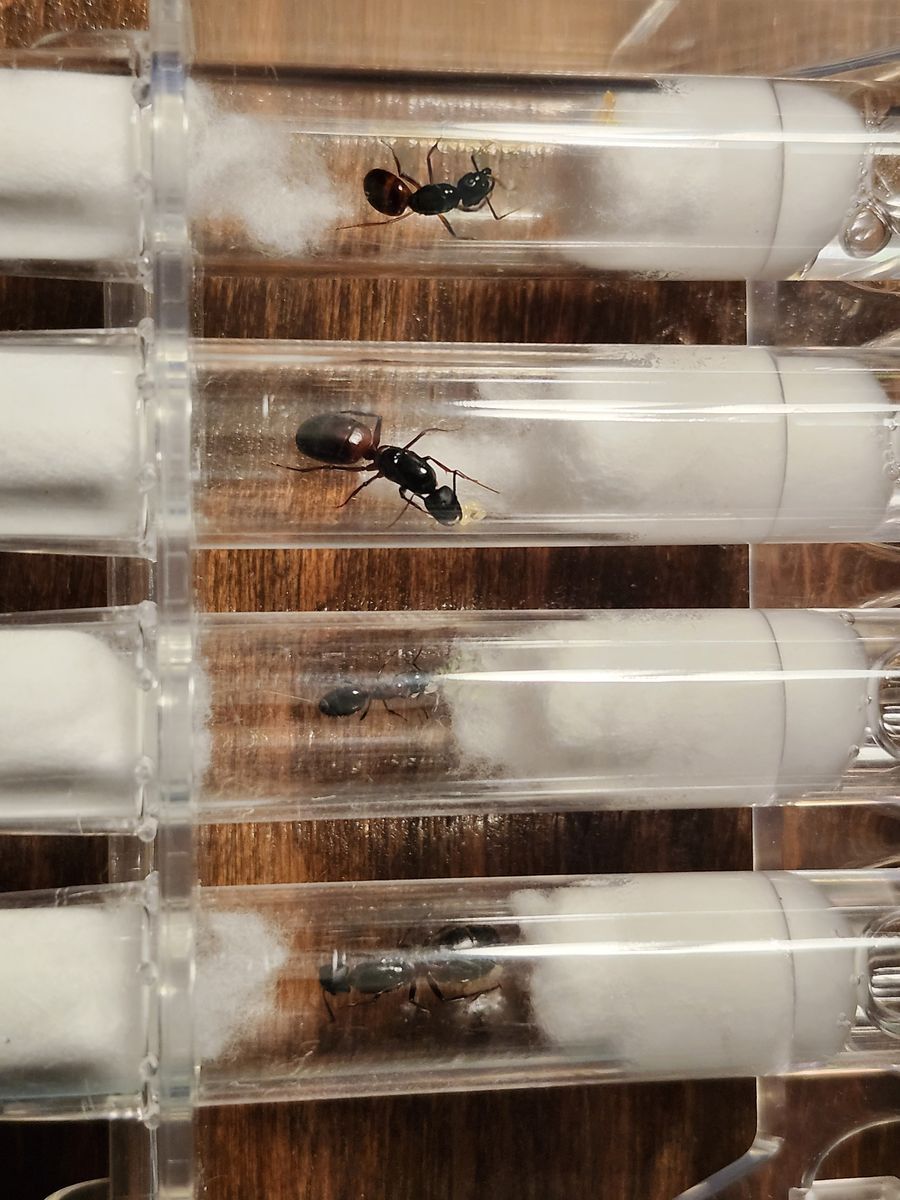 Queen Ants for Sale