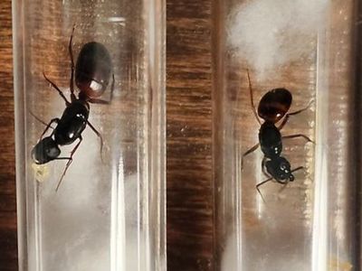 Queen Ants for Sale