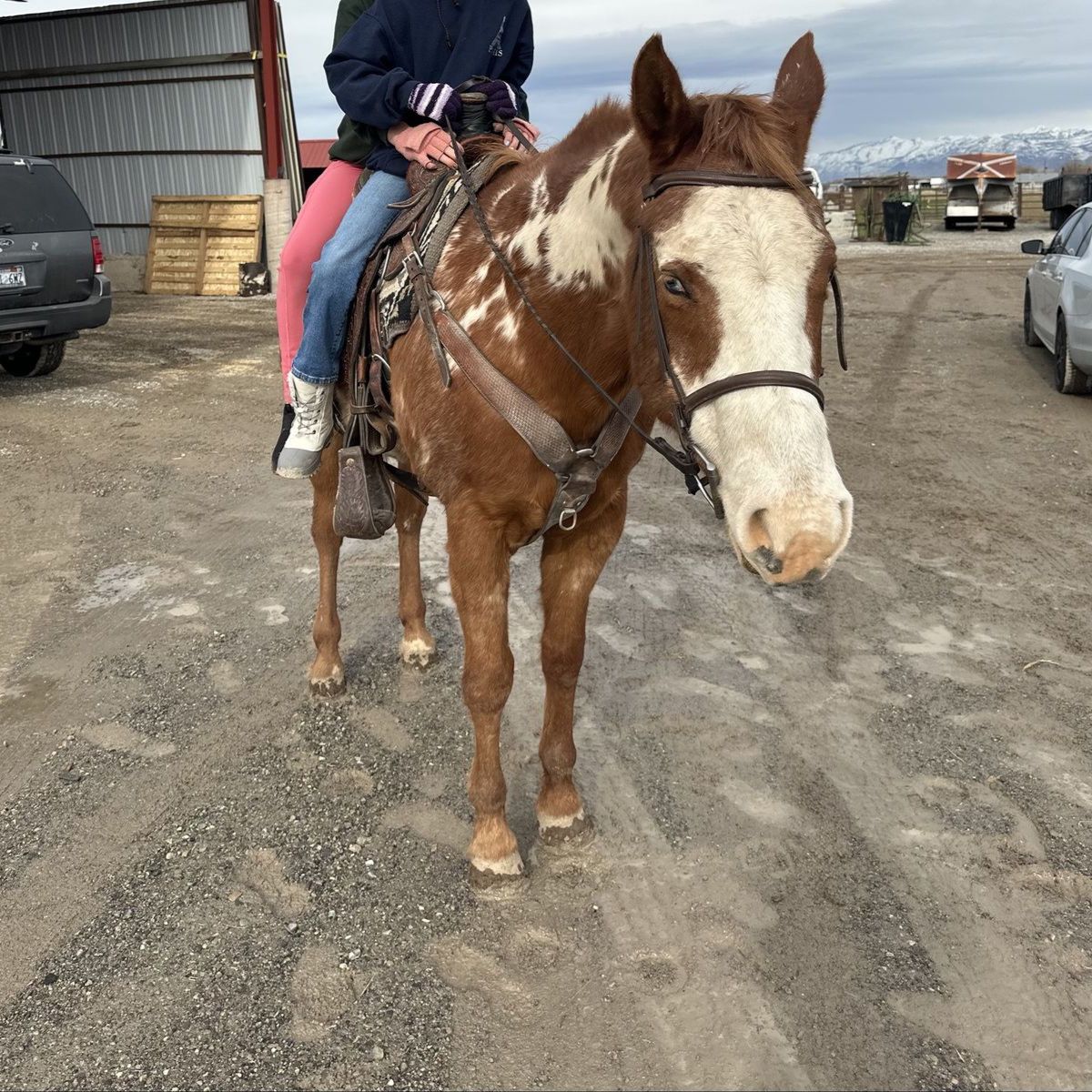 Senior American Paint Horse