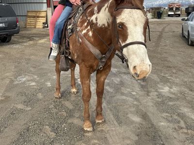 Senior American Paint Horse