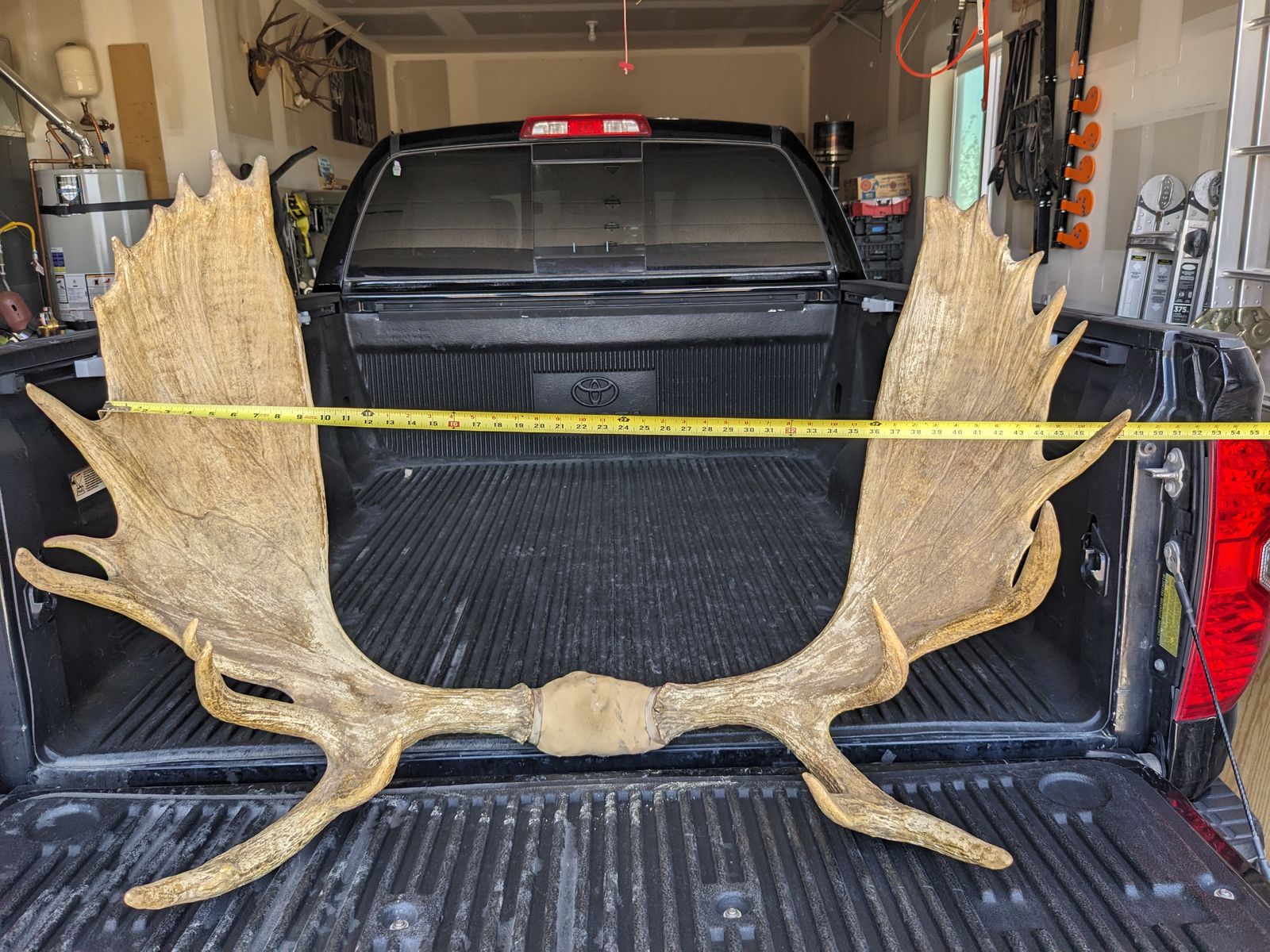Alaskan Moose Antlers