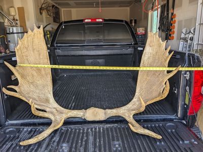Alaskan Moose Antlers