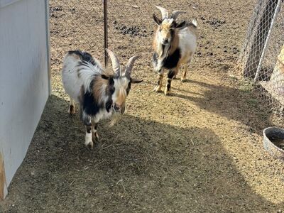 Pygmy goat STUD ONLY