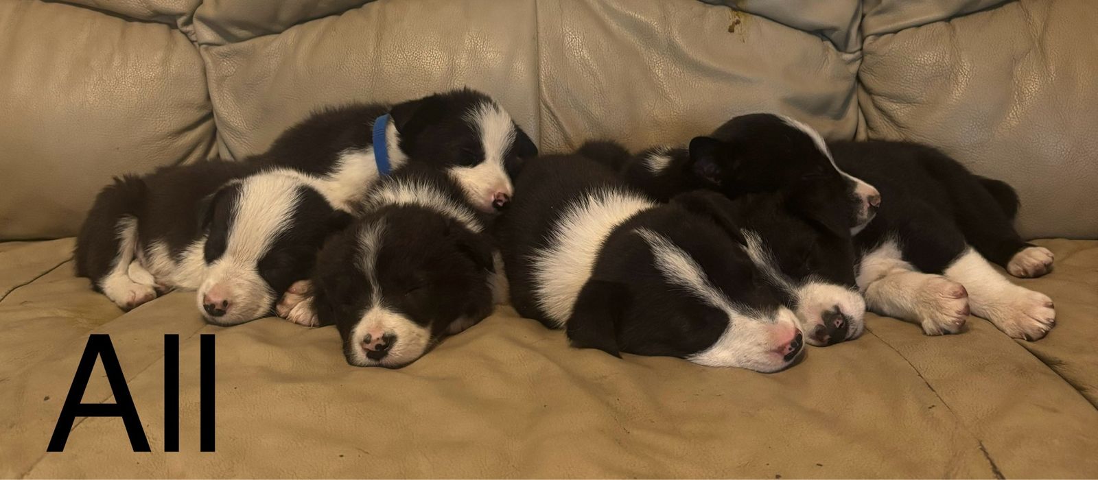 Border Collie Puppies