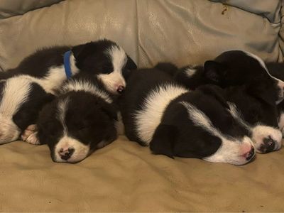 Border Collie Puppies