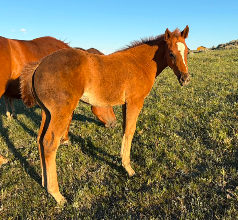 2026 AQHA Filly 