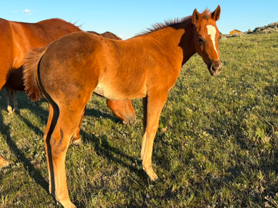 2026 AQHA Filly