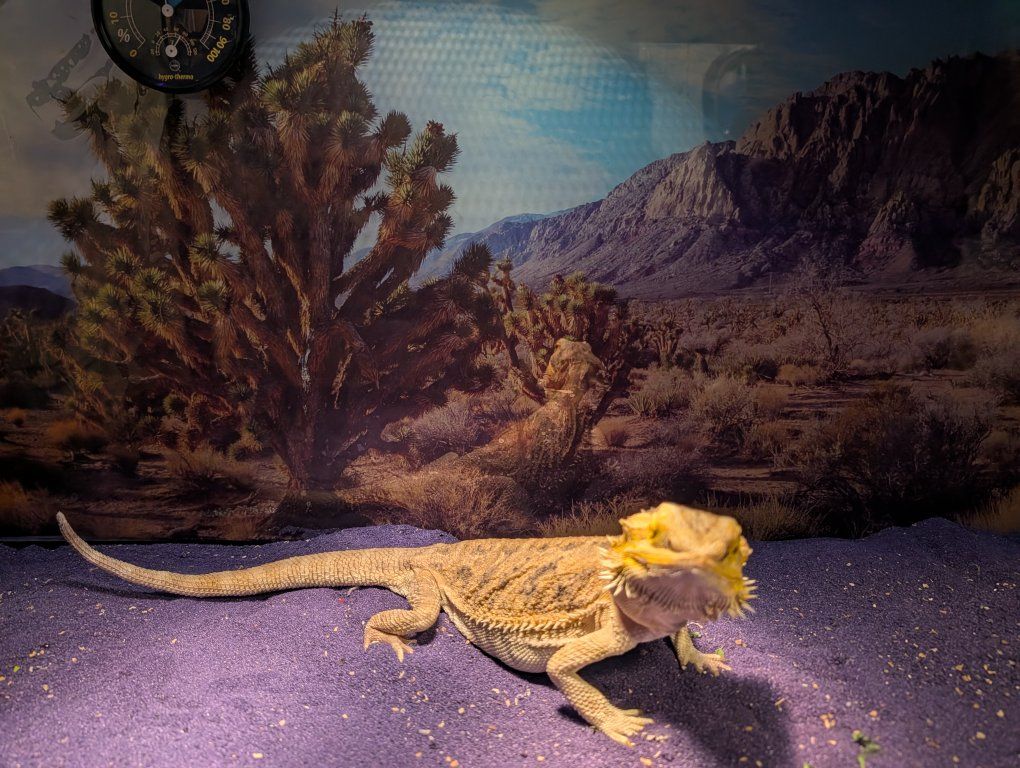 bearded dragon
