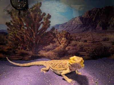 bearded dragon