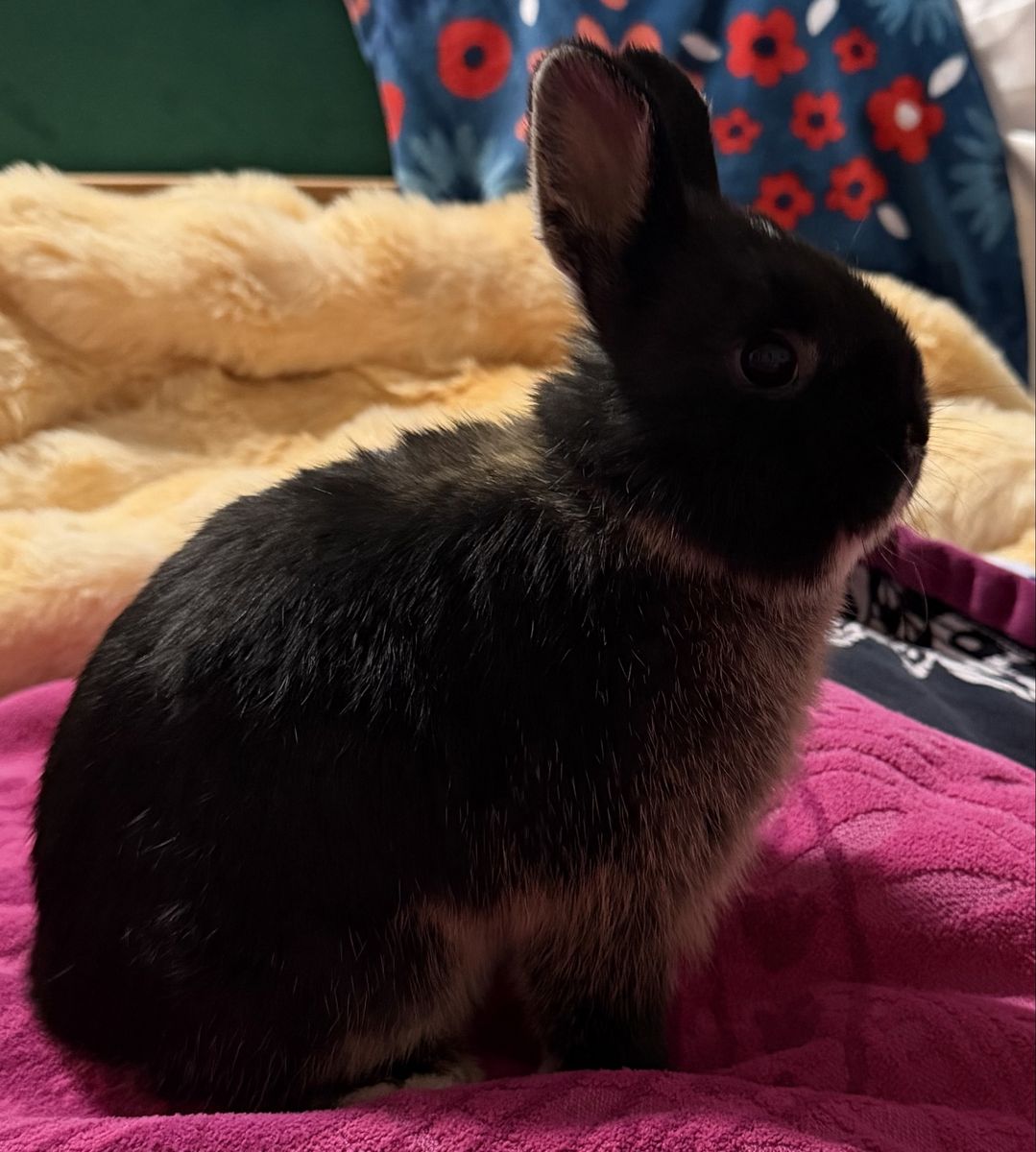 Neatherland Dwarf rabbit for sale. Male 8 weeks old & ready to be picked up asap. Comes with basic set up of crate & food/hay.