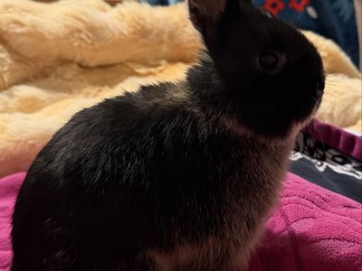 Neatherland Dwarf rabbit for sale. Male 8 weeks old & ready to be picked up asap. Comes with basic set up of crate & food/hay.