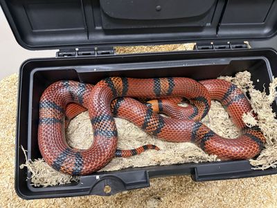 Honduran milksnake adult female