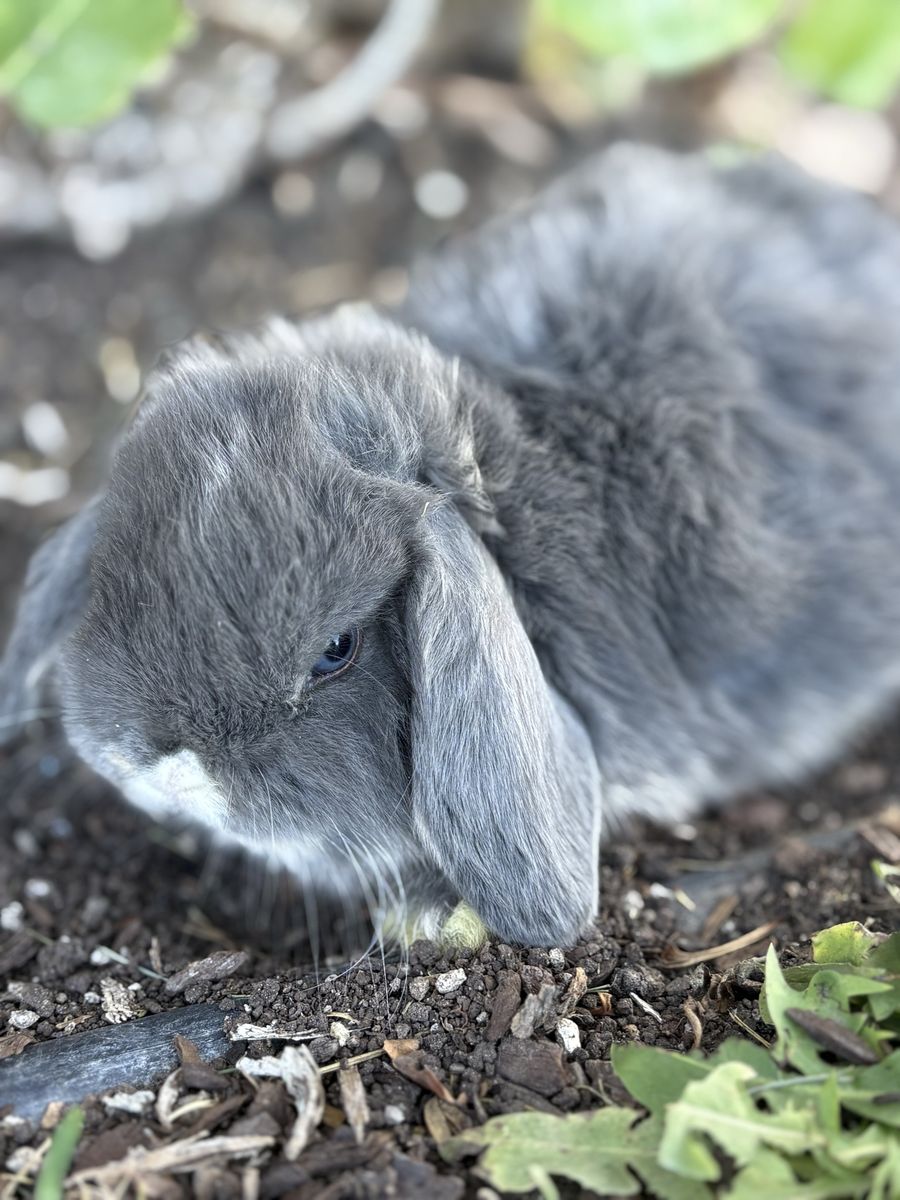 Holland lop boy- Blue-Eyed Grey & White, Friendly Bunny