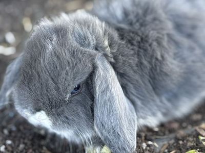 Holland lop boy- Blue-Eyed Grey & White, Friendly Bunny
