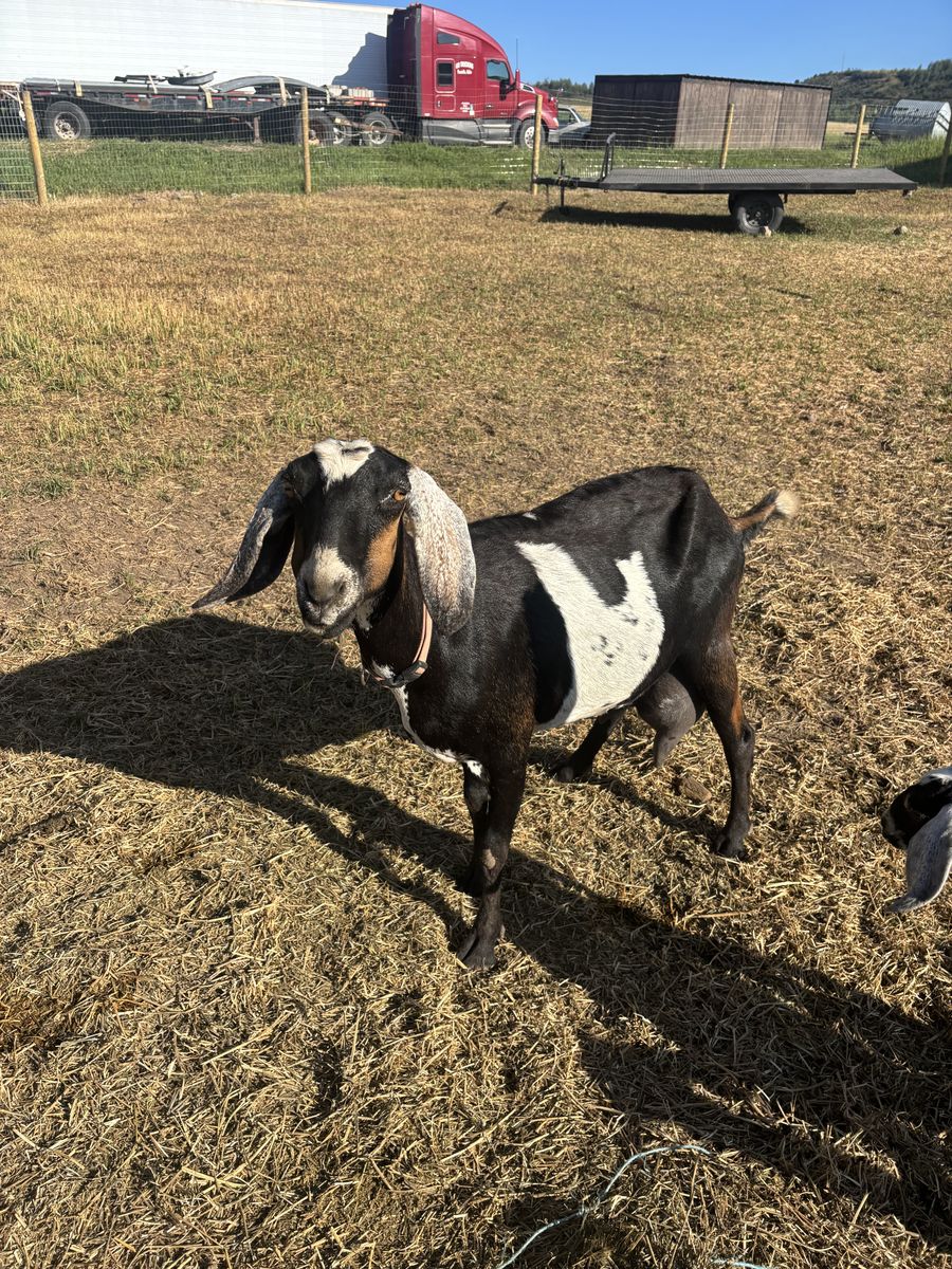 Nubian Goat Family