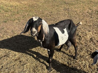 Nubian Goat Family