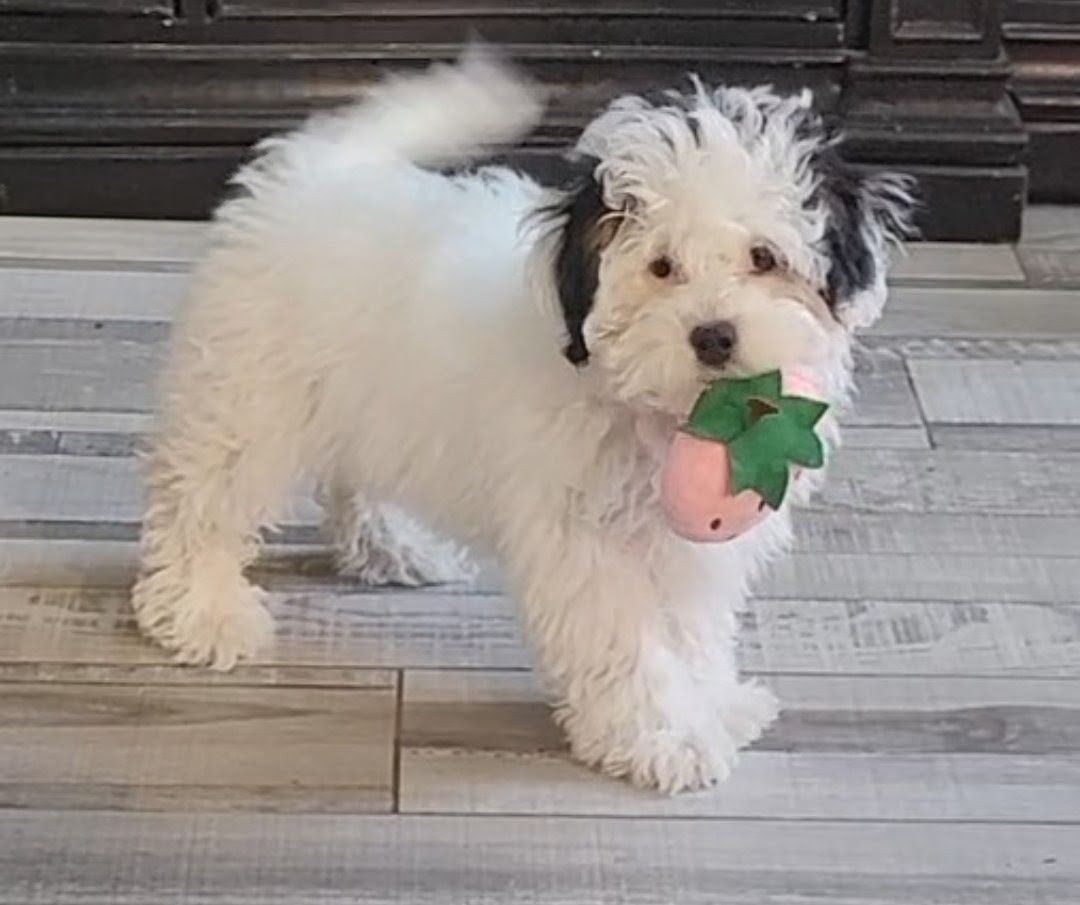 Aussiedoodle Female-7 months- fully vaccinated & DNA cleared!