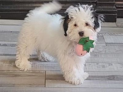 Aussiedoodle Female-7 months- fully vaccinated & DNA cleared!