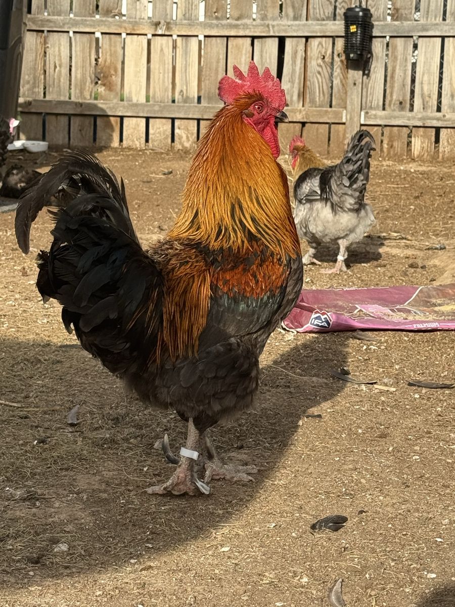 Blue Copper Marans Rooster