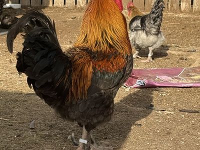 Blue Copper Marans Rooster