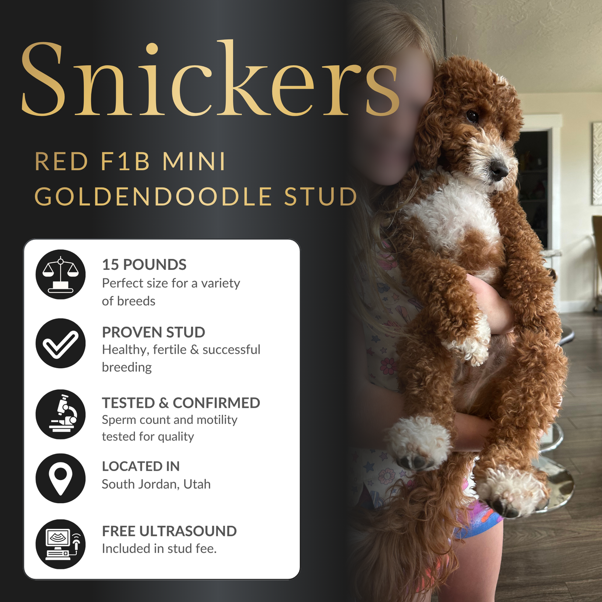 Red F1B Goldendoodle Stud Service – 14 lbs – Health Tested – Teddy Bear Puppies