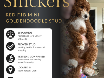 Red F1B Goldendoodle Stud Service – 14 lbs – Health Tested – Teddy Bear Puppies