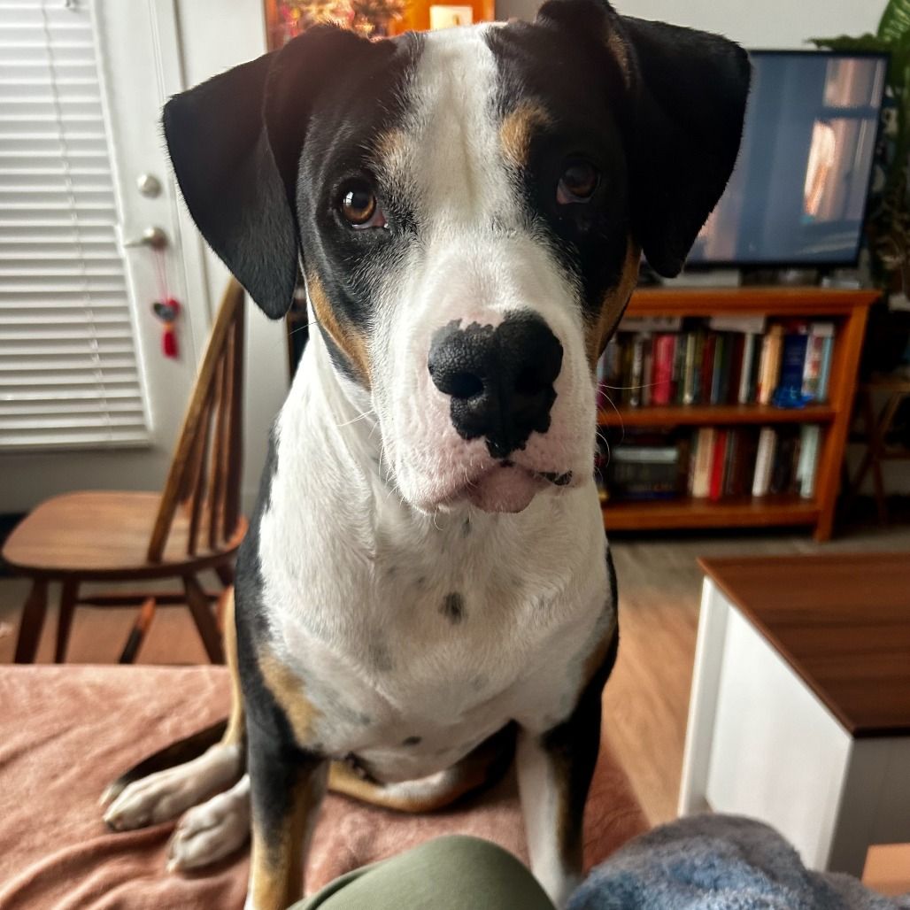 Hello my name is Lola