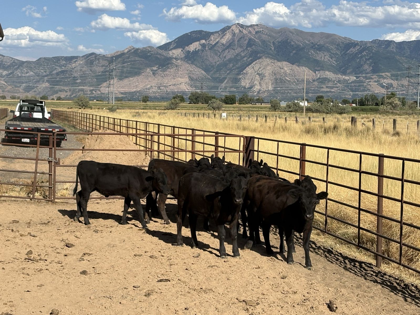 8 Beef Calves