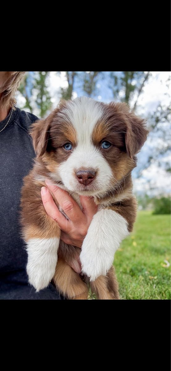 Mini Australian Shepherd / Mini Aussie