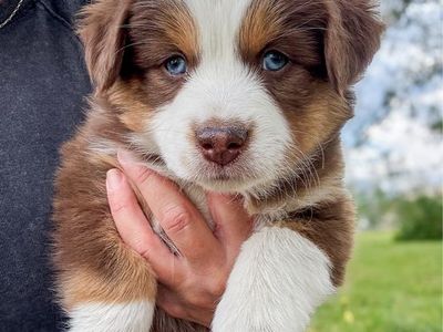 Mini Australian Shepherd / Mini Aussie