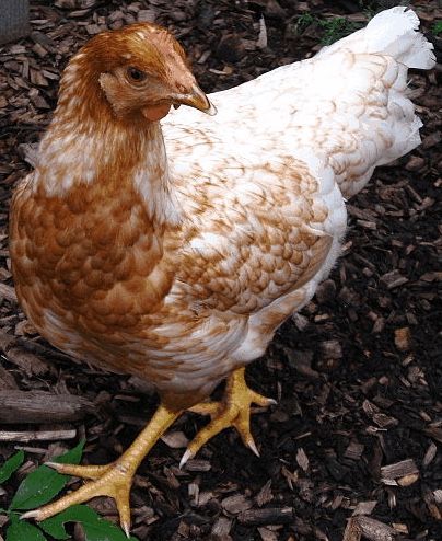 Red Sexlink Pullets (14 weeks old)