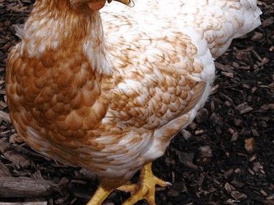 Red Sexlink Pullets (14 weeks old)