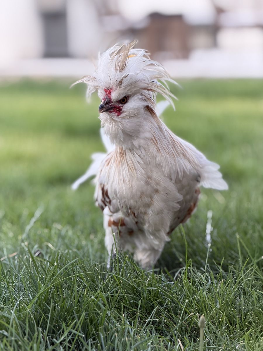 Free - Crested Polish Rooster