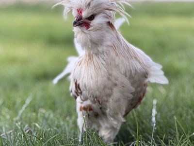 Free - Crested Polish Rooster